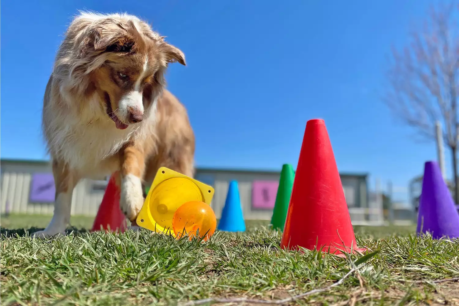 dog playing at doggy daycare