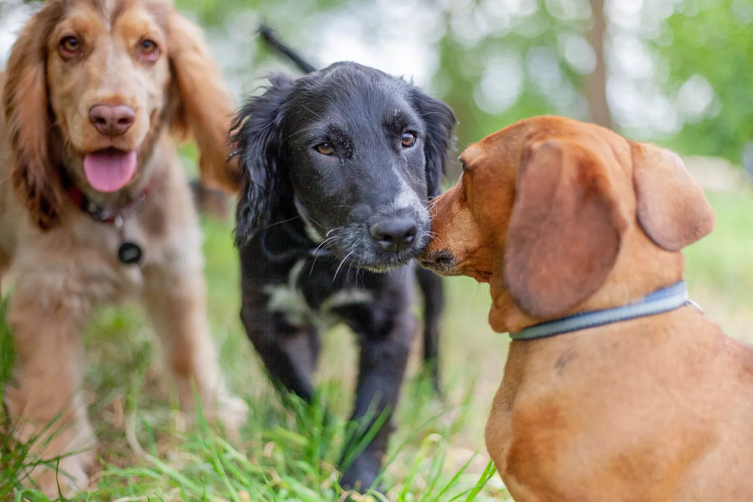 dogs socializing outside at a doggy daycare