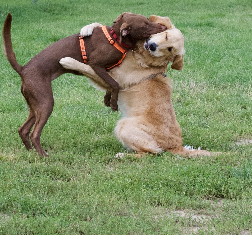 Dogs hugging and playing with each other