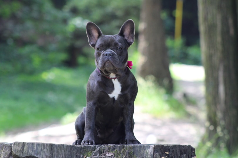 10 Dog Breeds Most Likely to Be Stolen (With Statistics) – Dogster