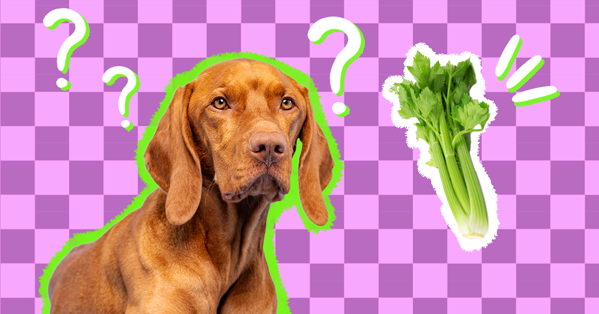 Can Dogs Eat Celery? A Pet Nutritionist Weighs In - DodoWell - The Dodo