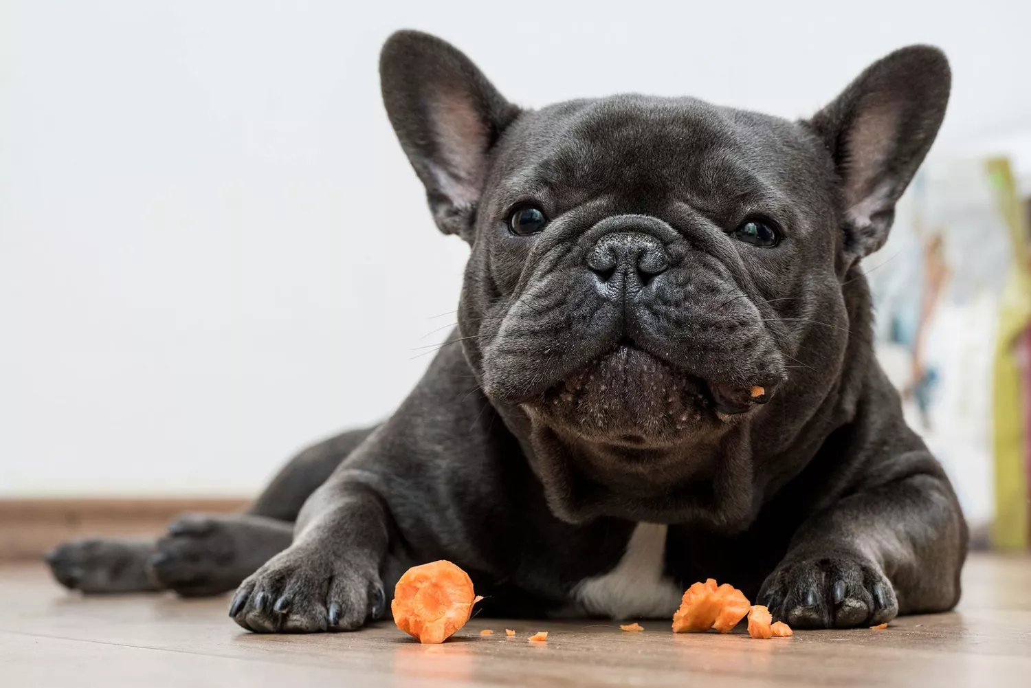 french bulldog eating a carrot