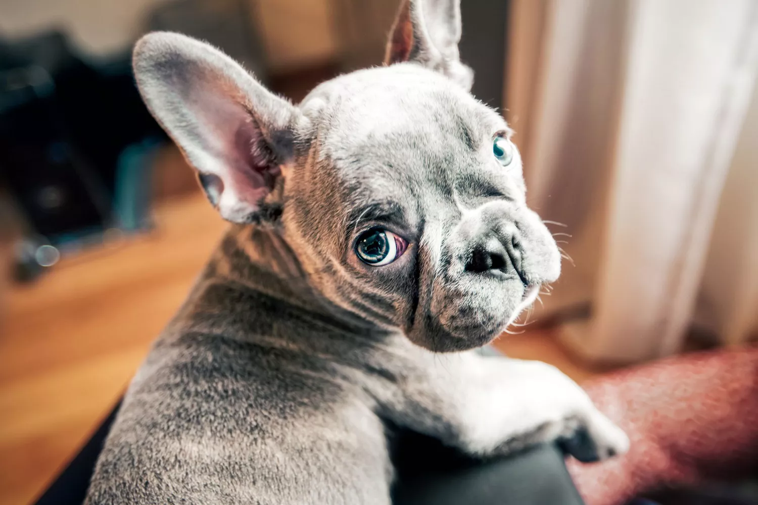 sad looking french bulldog puppy