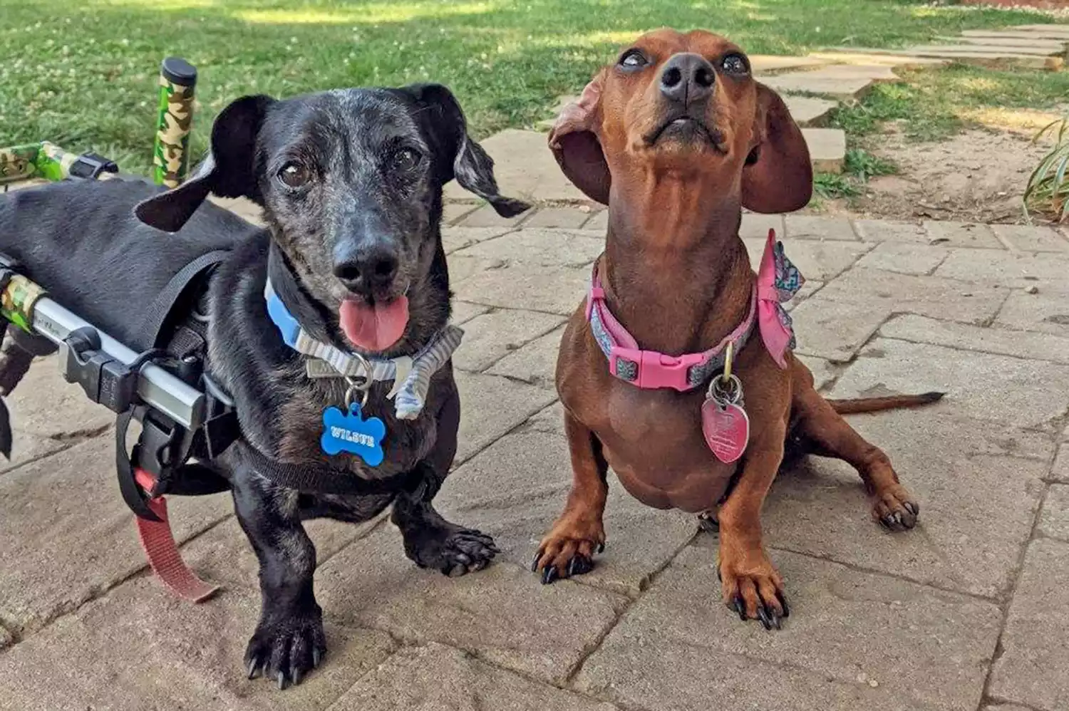 Wilbur and Freya posing for the camera