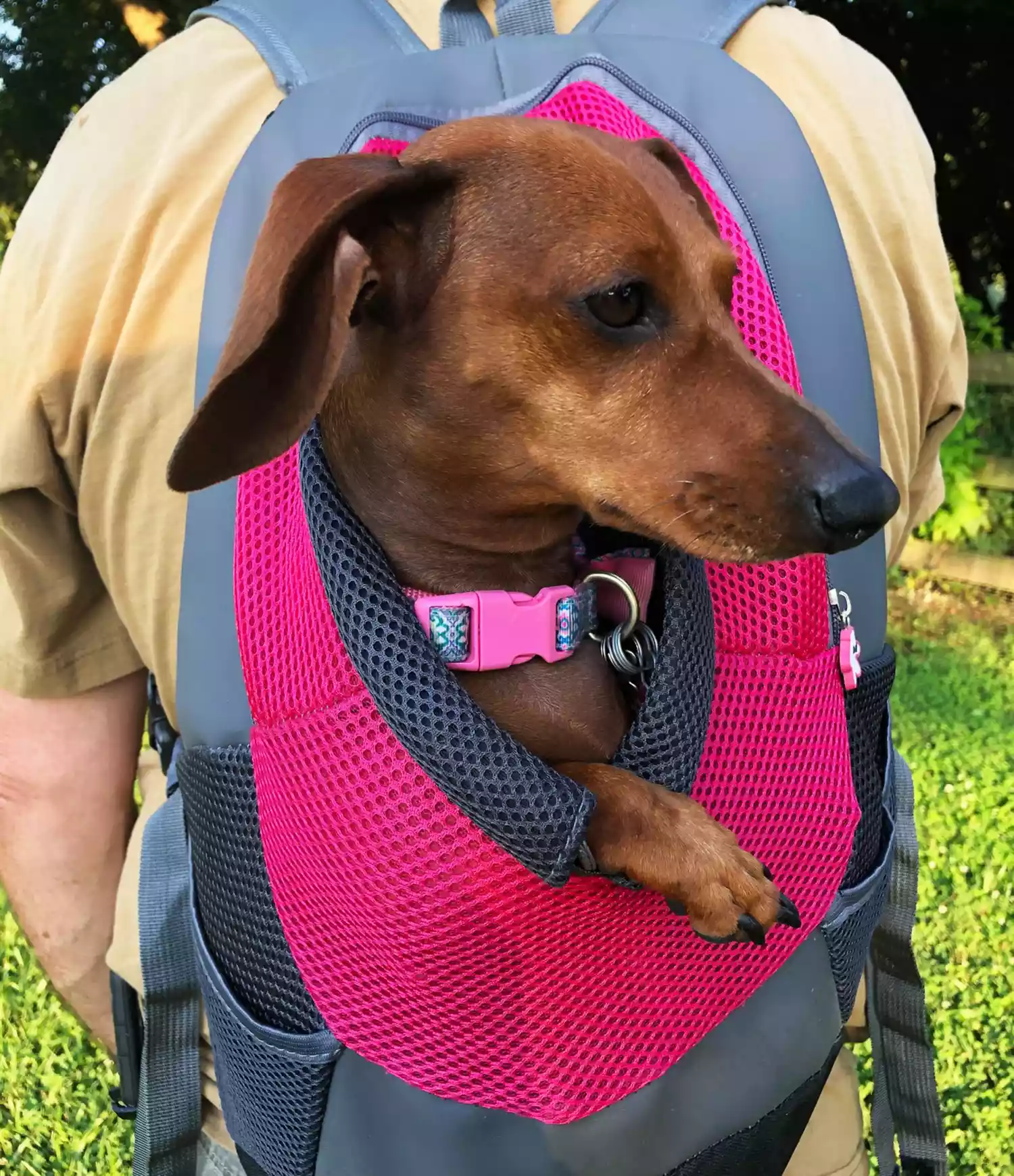 Freya, the rescue dog, nestled in pink and grey backpack