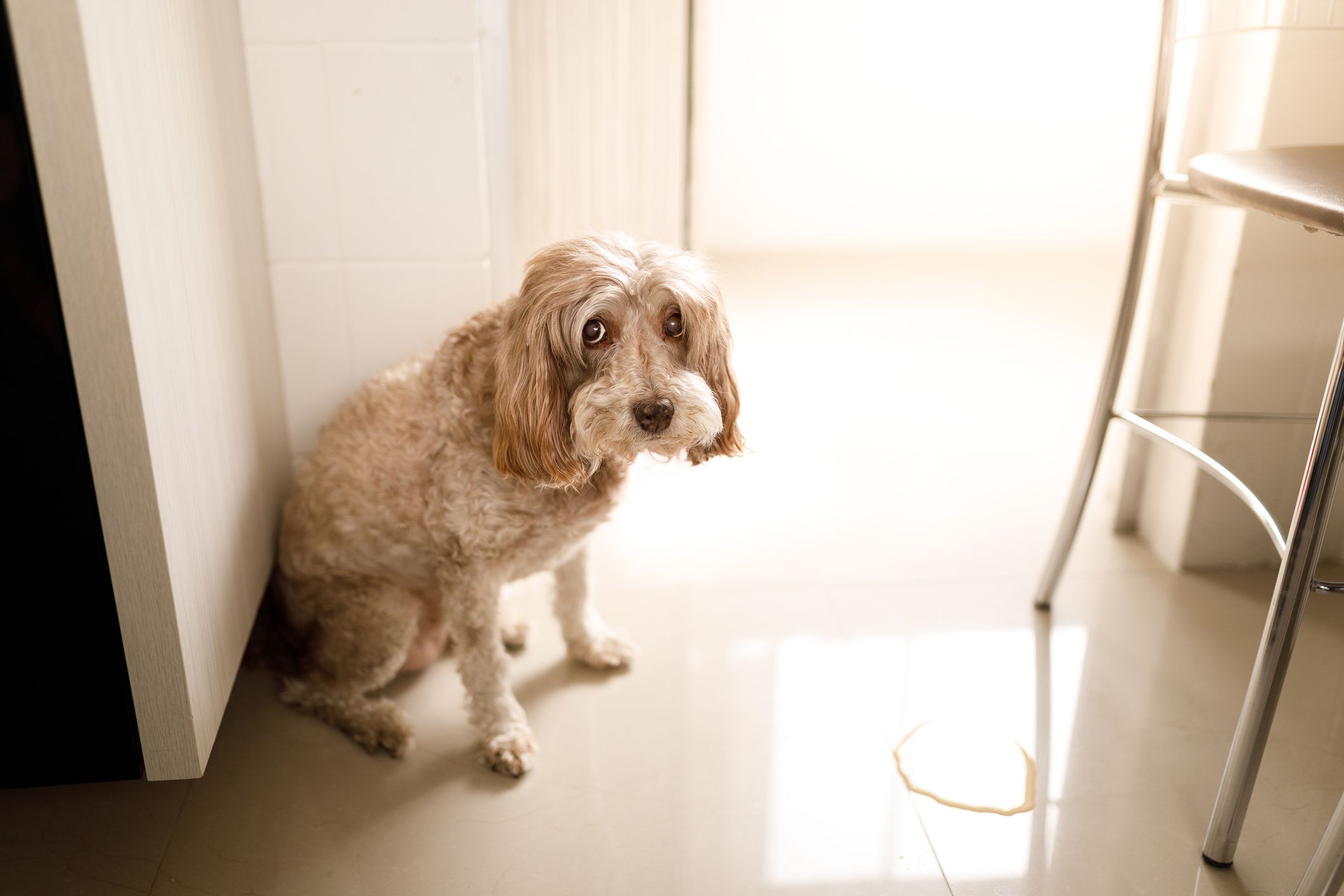 Urinary Tract Infections in Dogs