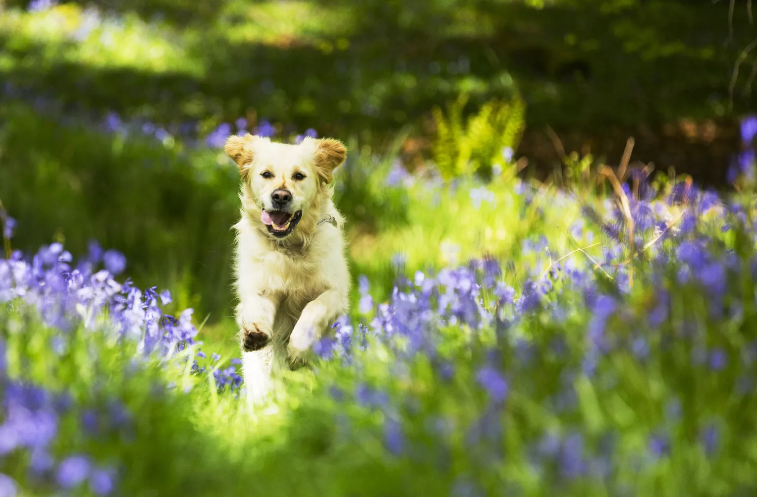 new canine cancer vaccine