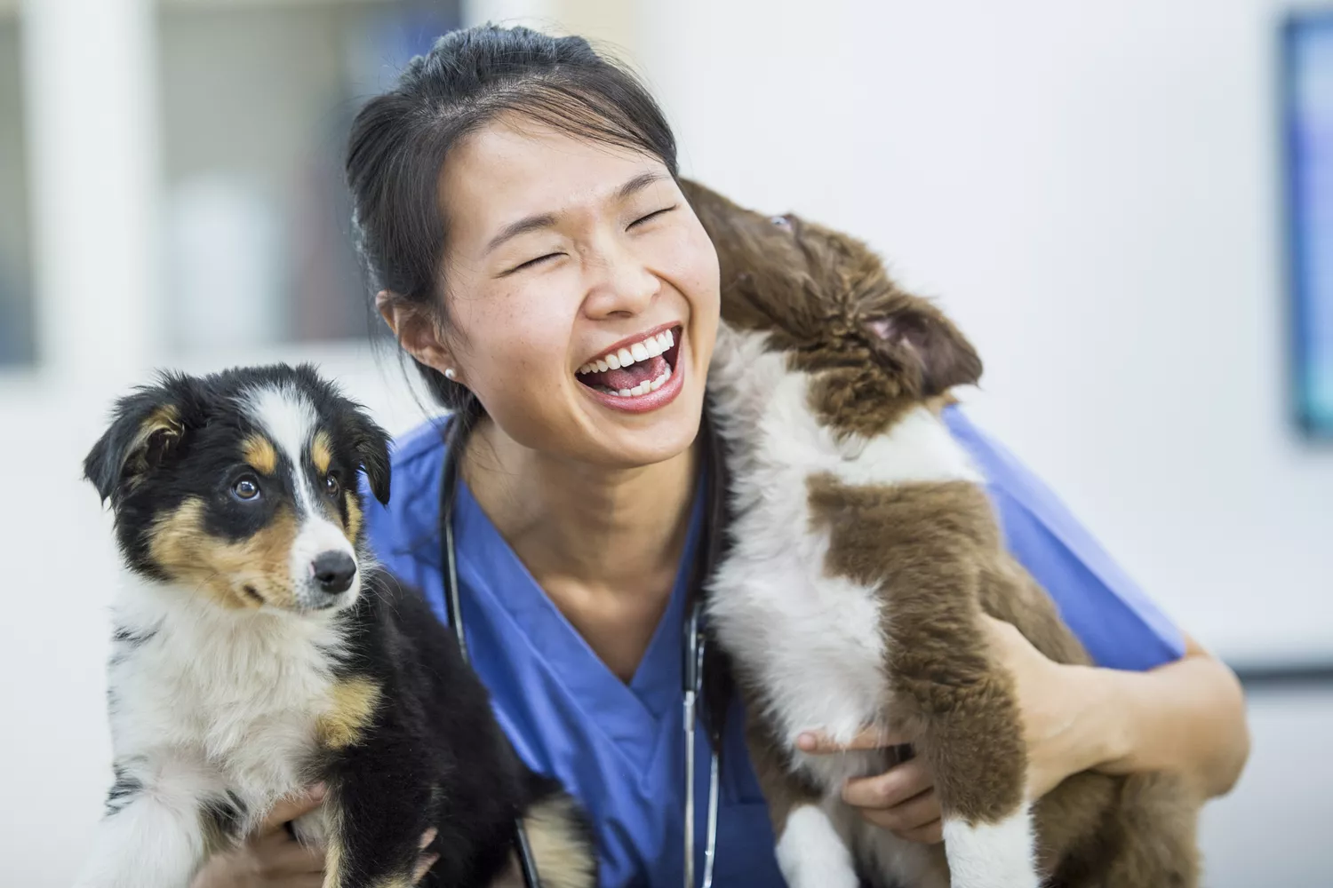 puppies with veterinarian