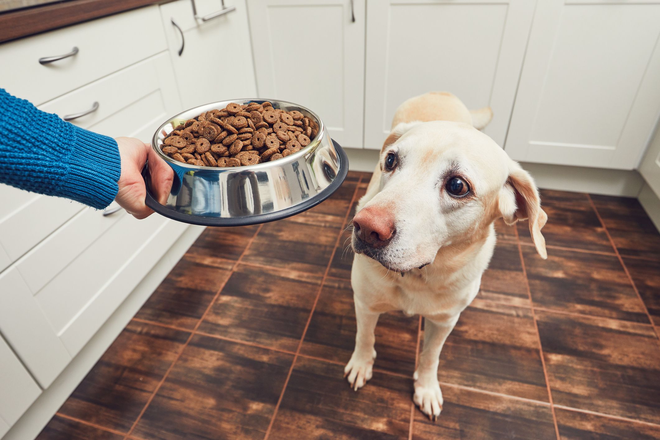 How Much Food Should I Feed My Dog?