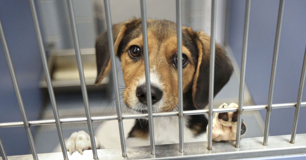 Animal shelters are in crisis mode as Americans struggle to afford their  pets - Vox