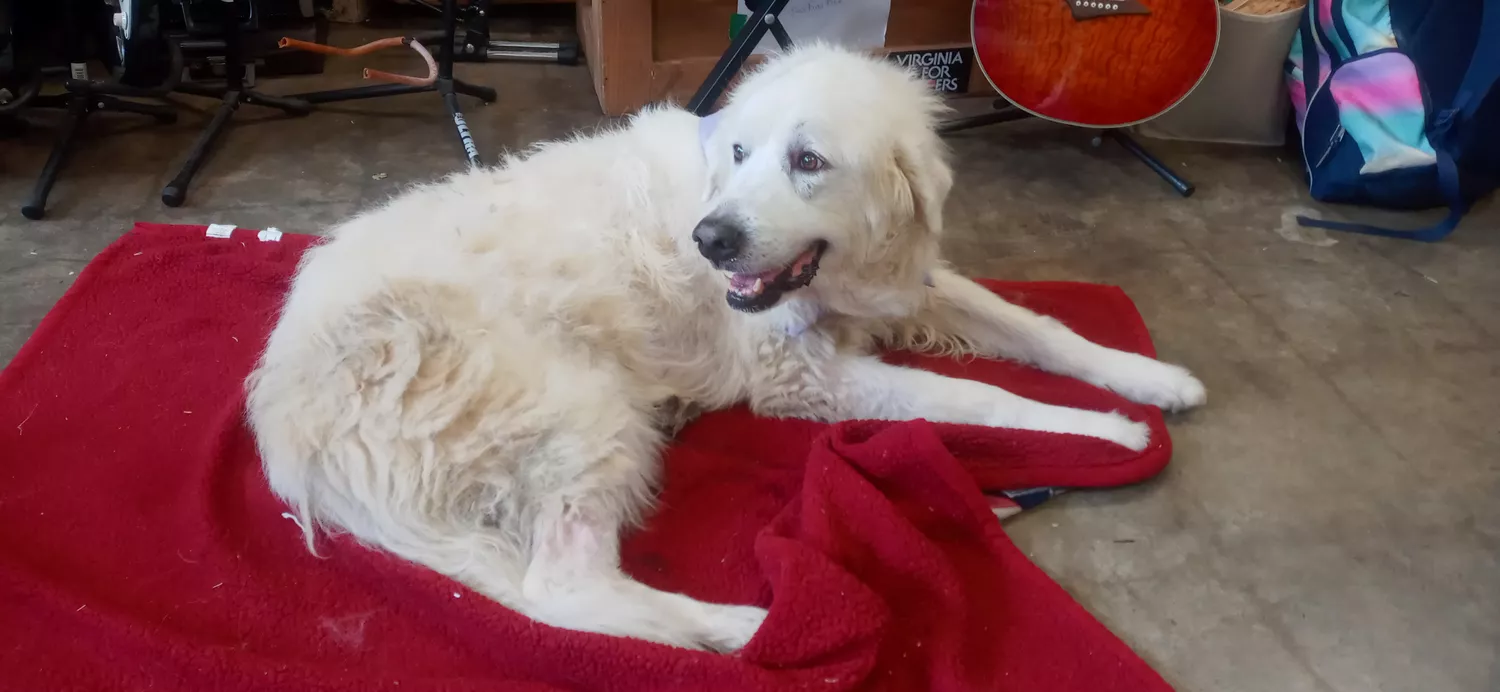 great pyrenees dog lays on red blanket on floor of music shop