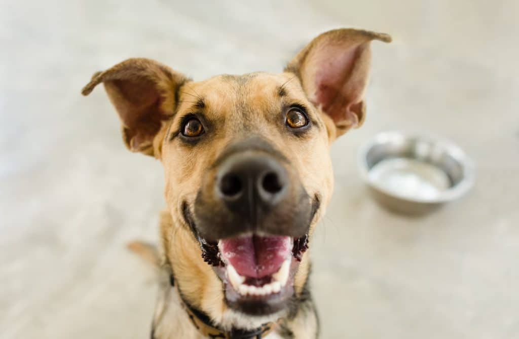 A happy dog making loving eye contact