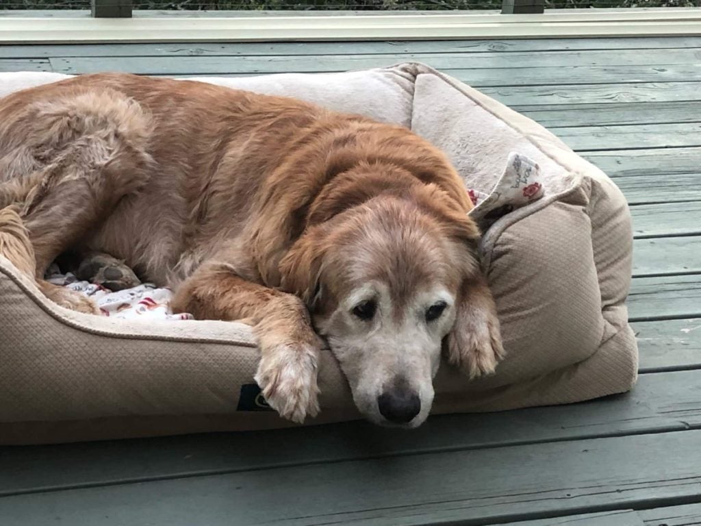 Saving Senior Dogs Week Ambassadog Harley