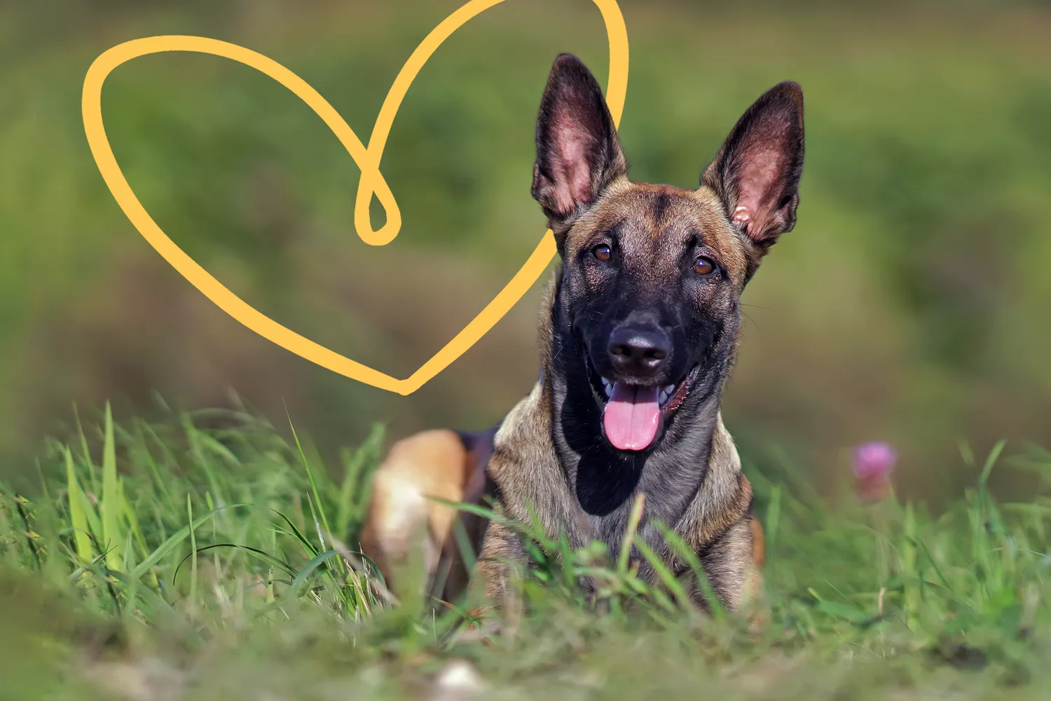 dog who saved owner from a mountain lion