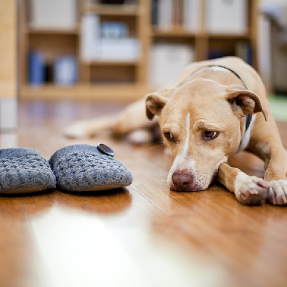 Dog separation anxiety: What to know and how to help fix it | Mashable