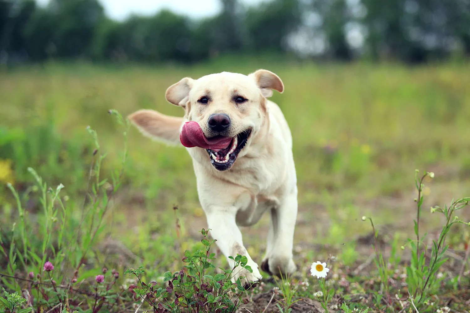 white labrador retriever that helped find a missing child runs through a field