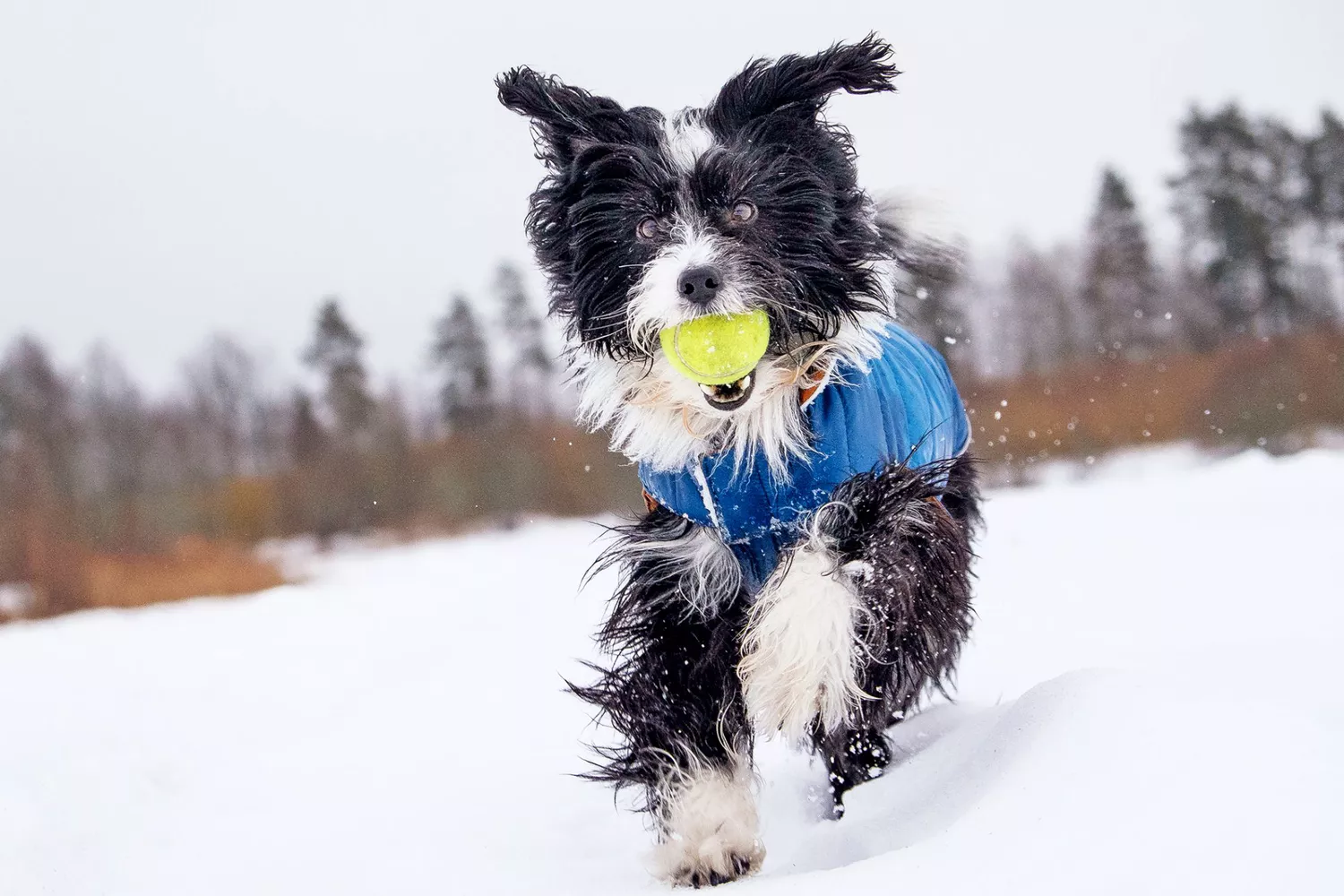 dog running in the snow with wearing a winter coat; how to fit a dog for a winter coat