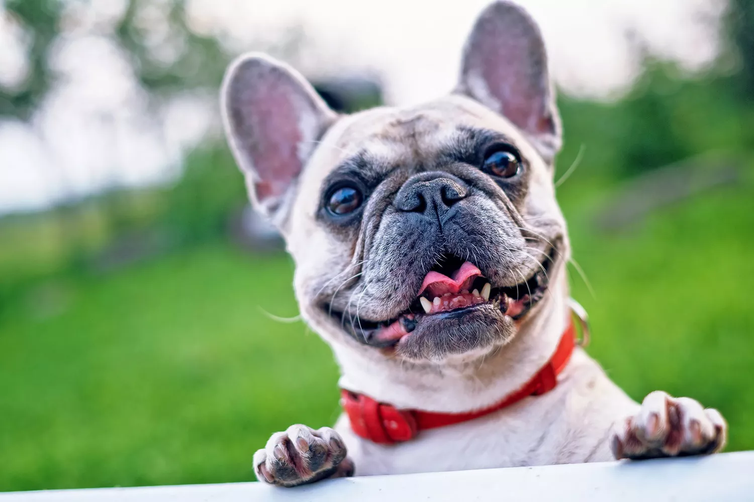 french bulldog peering over ledge