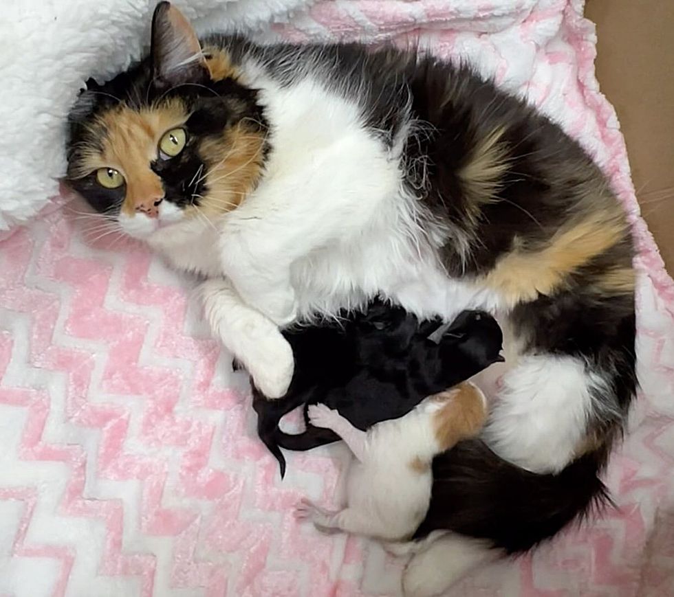 cat calico nursing kittens