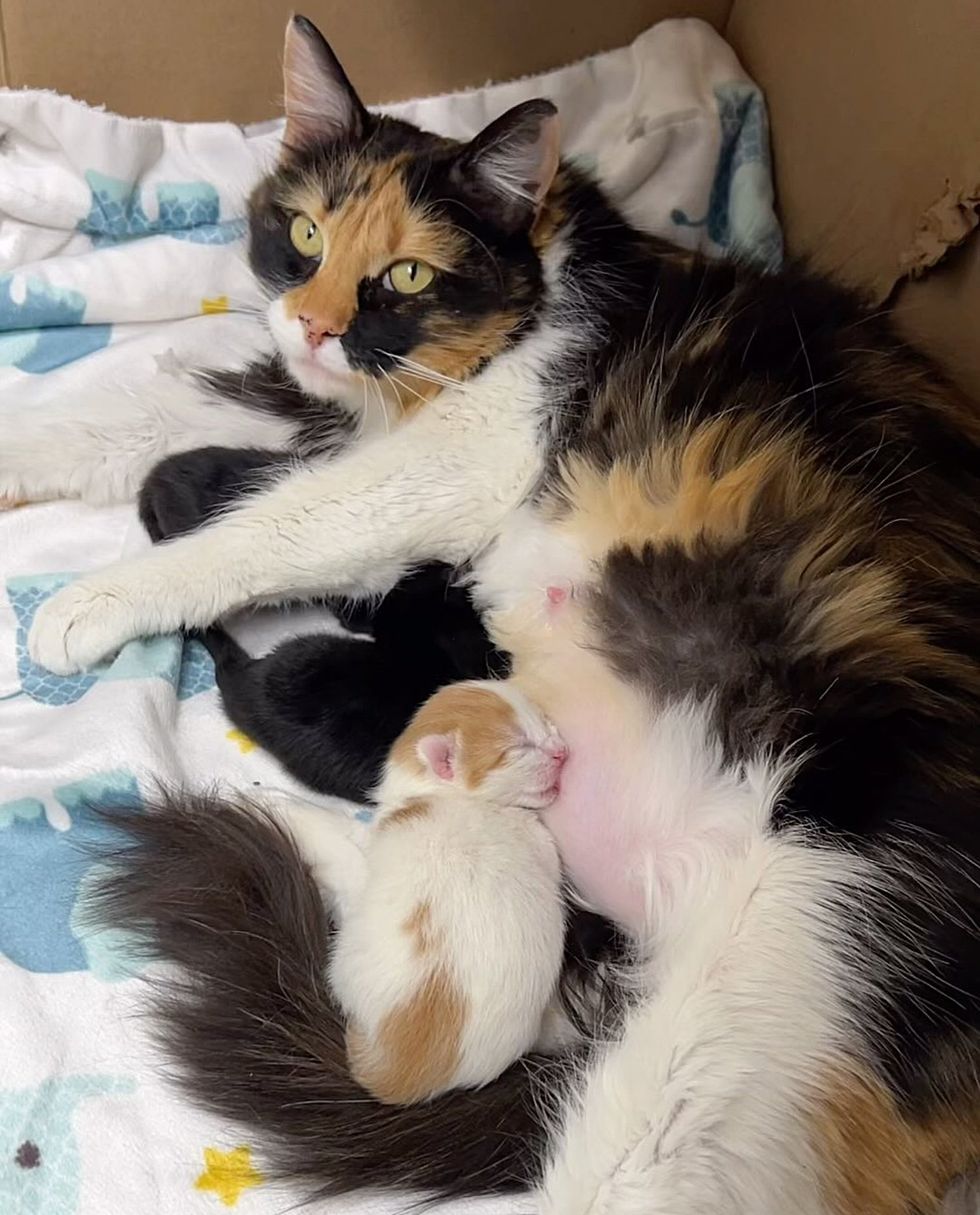 sweet cat nursing kittens