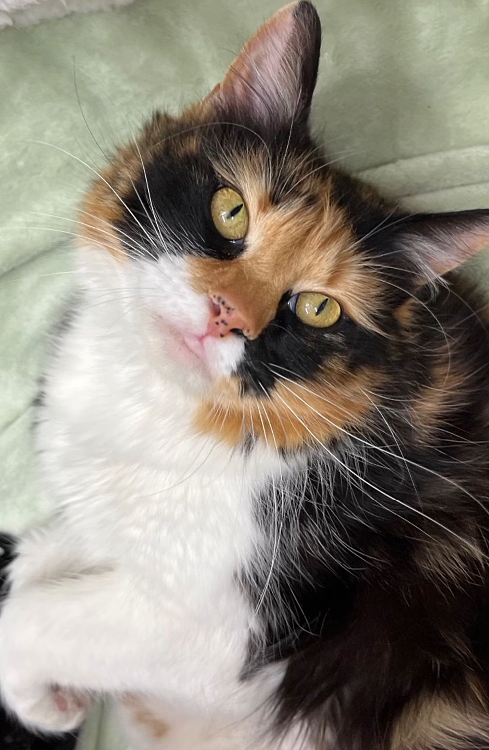 beautiful calico cat