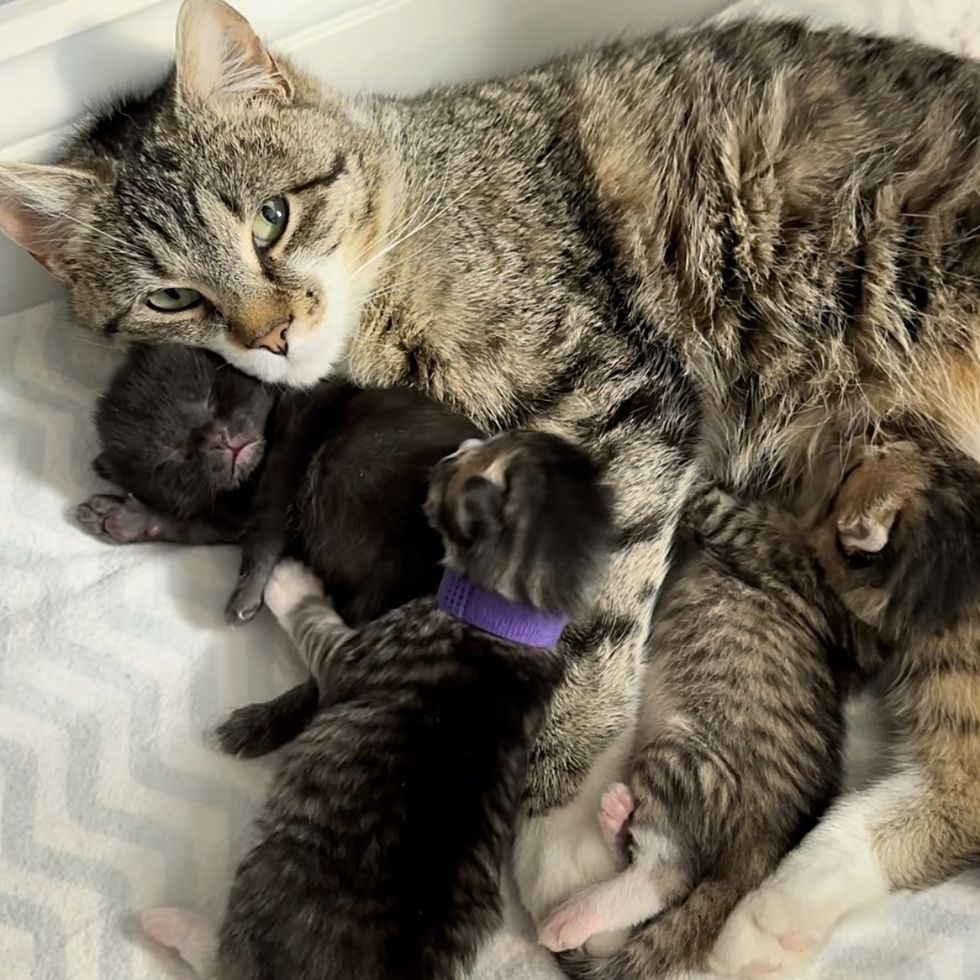 sweet cat snuggling kittens