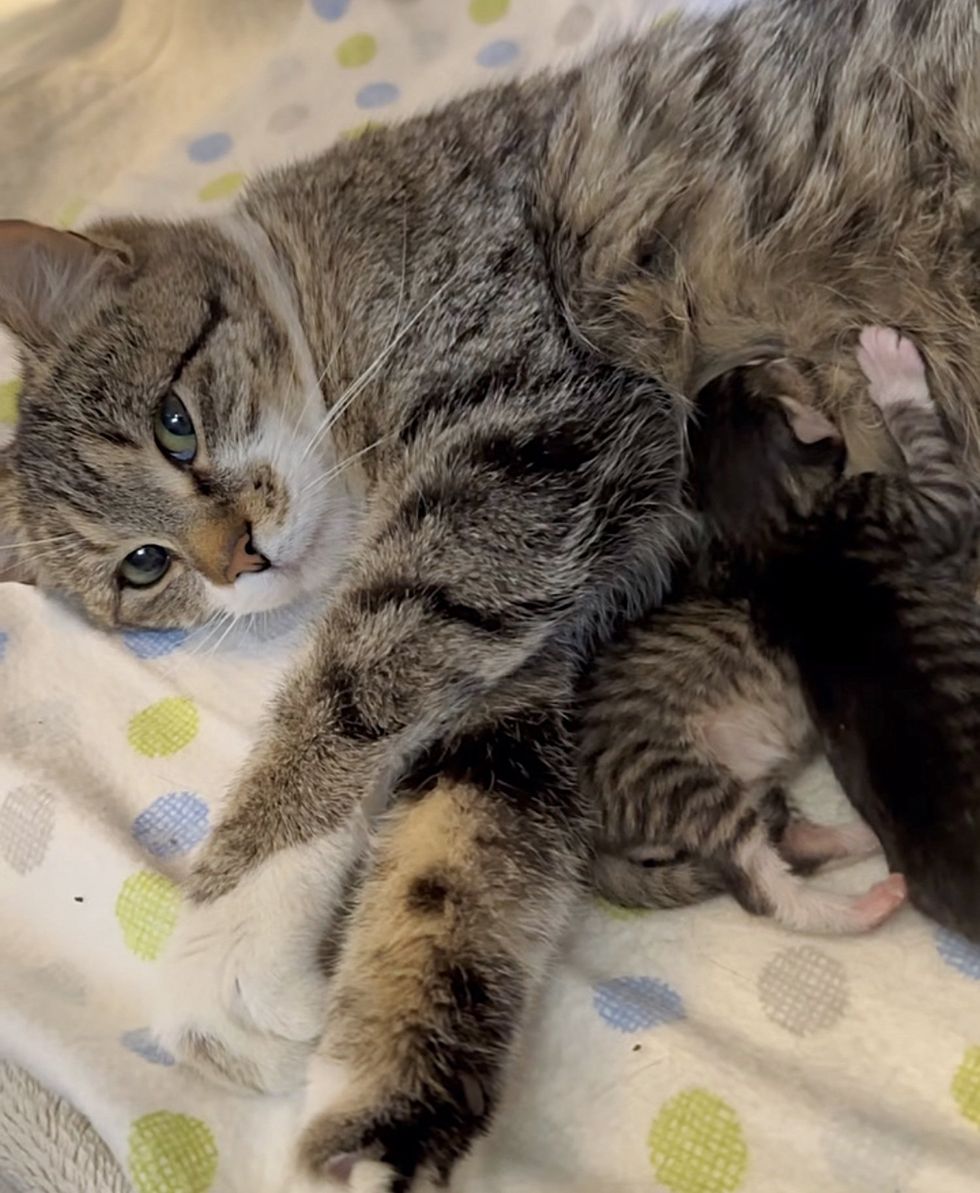 cat mom nursing kittens