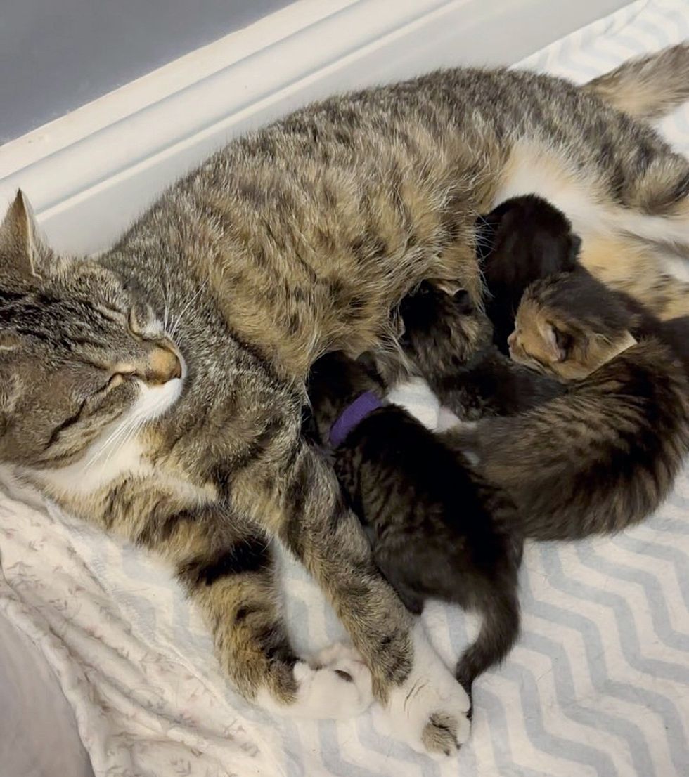 cat nursing kittens