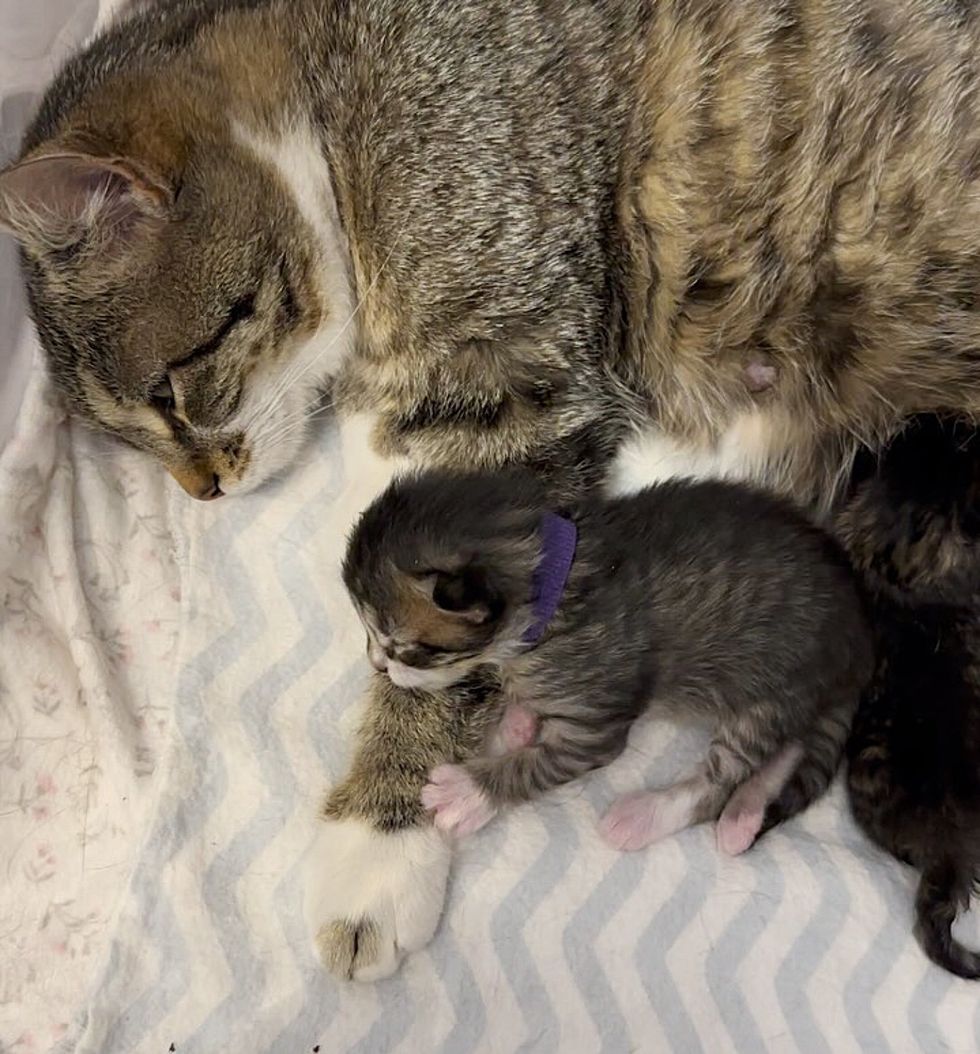 six kittens tiny