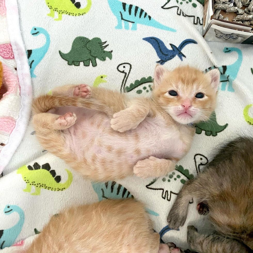 rolling around belly kitten