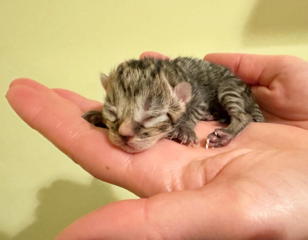 tiny newborn kitten