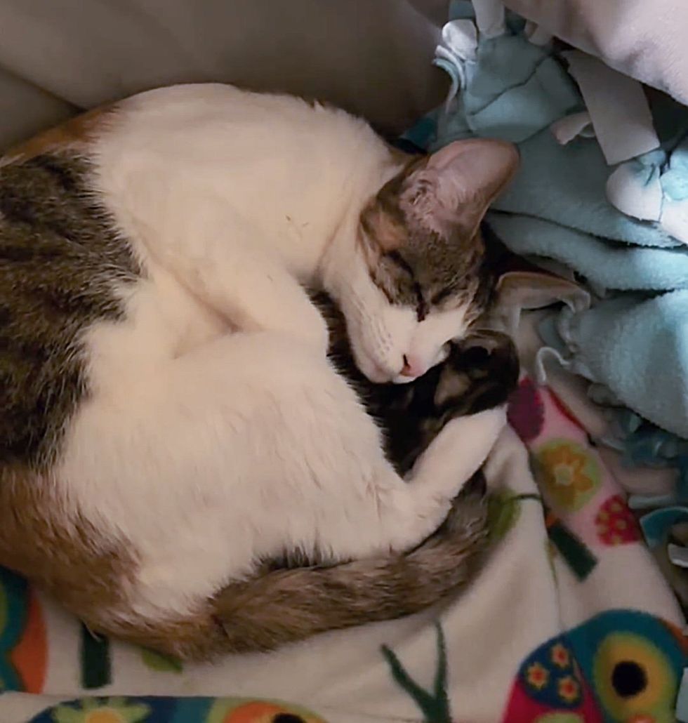 blind cat cuddles kittens