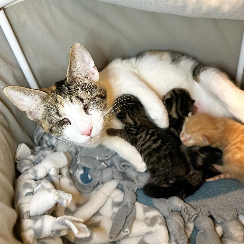 sweet blind cat kittens