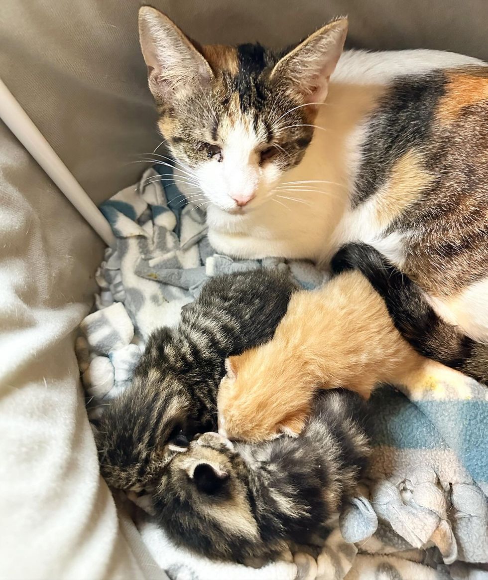 blind cat sleeping kittens