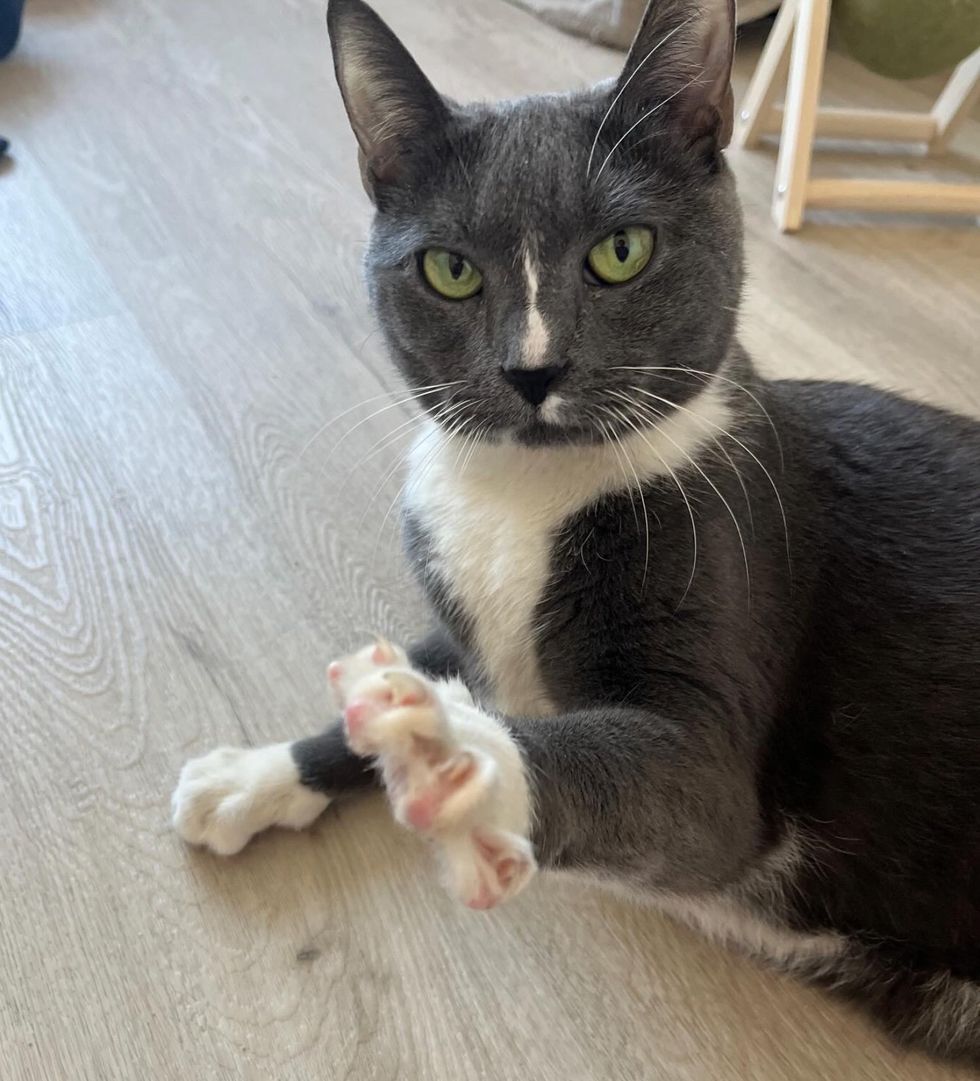 cat kneady paws