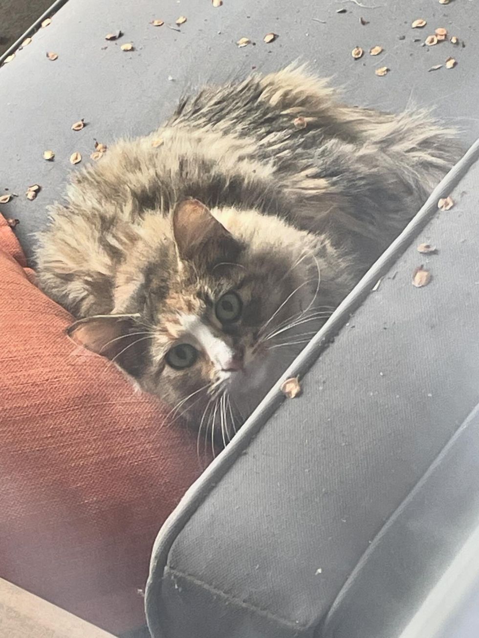 stray cat porch sleeping