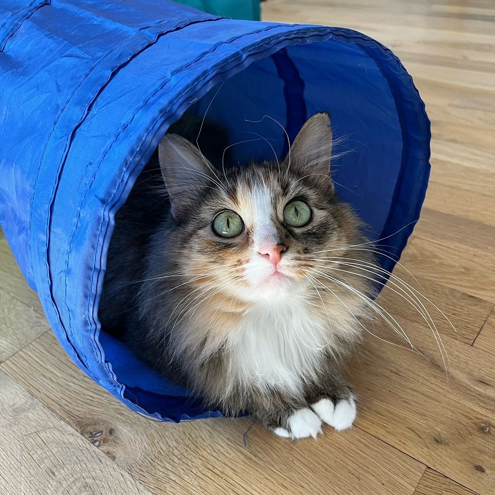 fluffy torbie cat beautiful