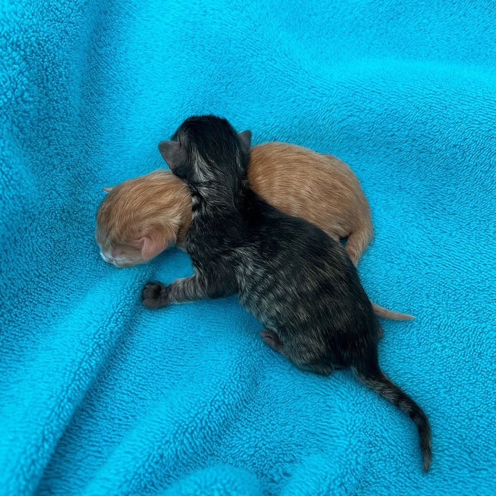 newborn kittens