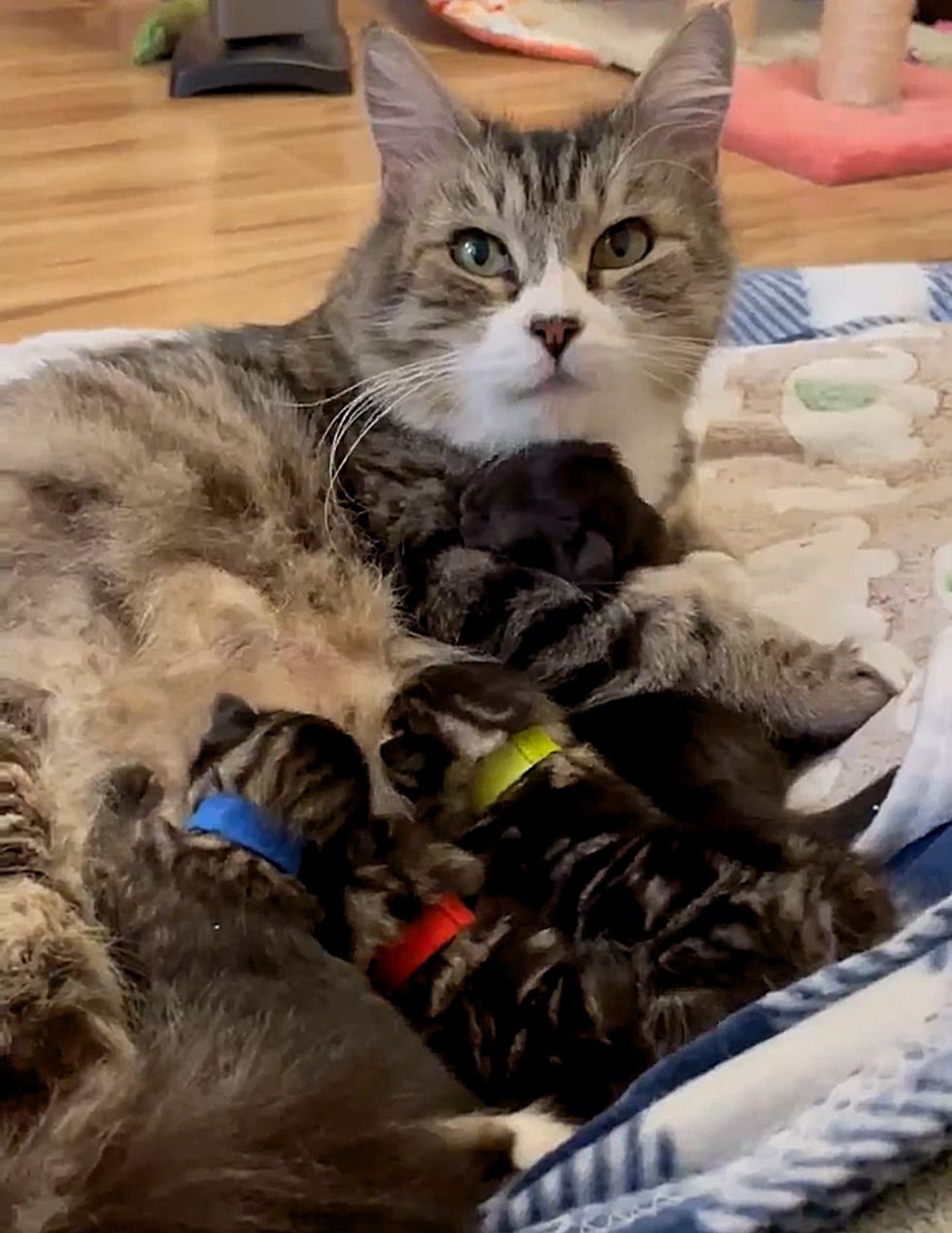 cat mom nursing kittens