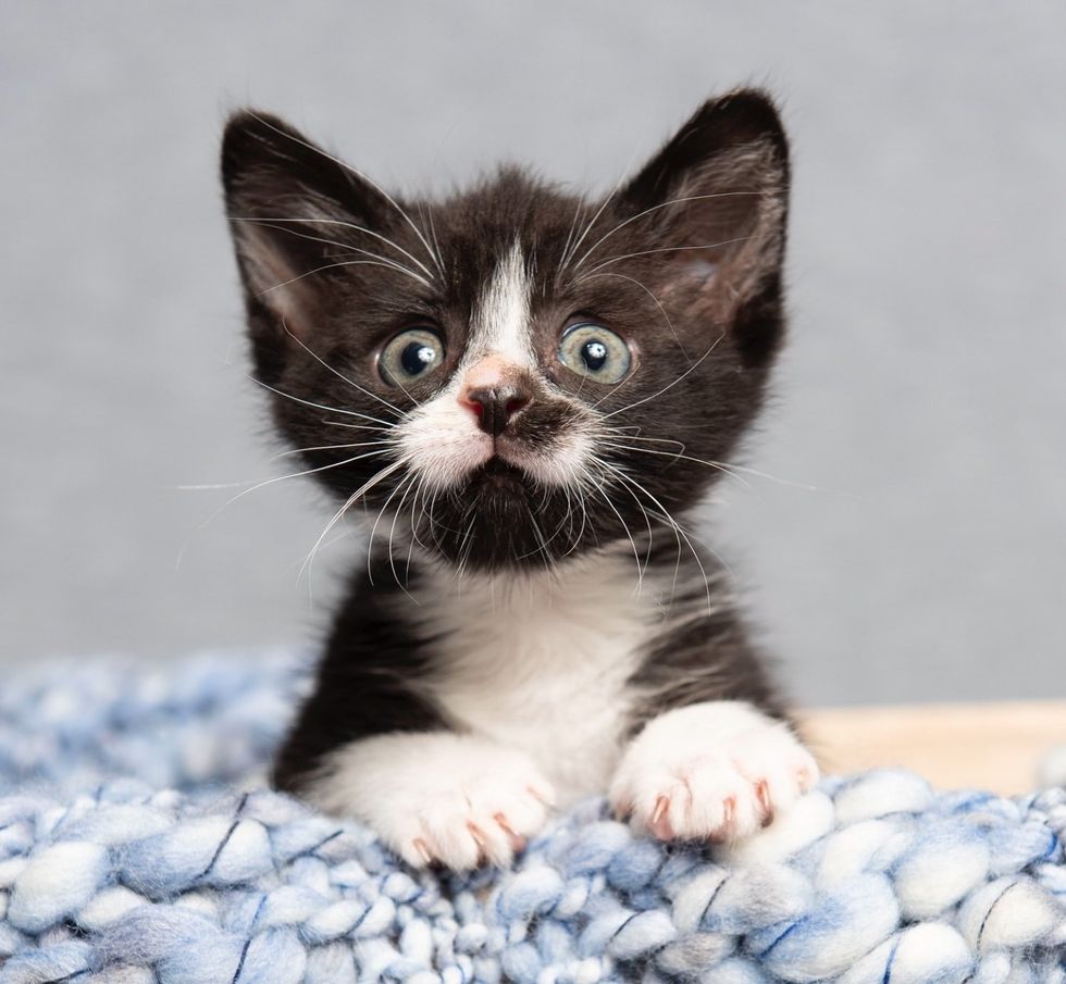 tuxedo kitten