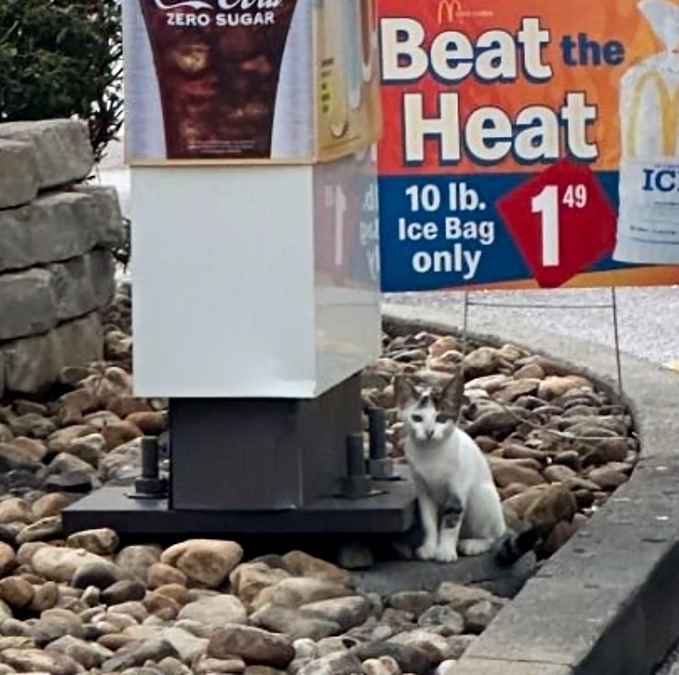 stray kitten drive-thru