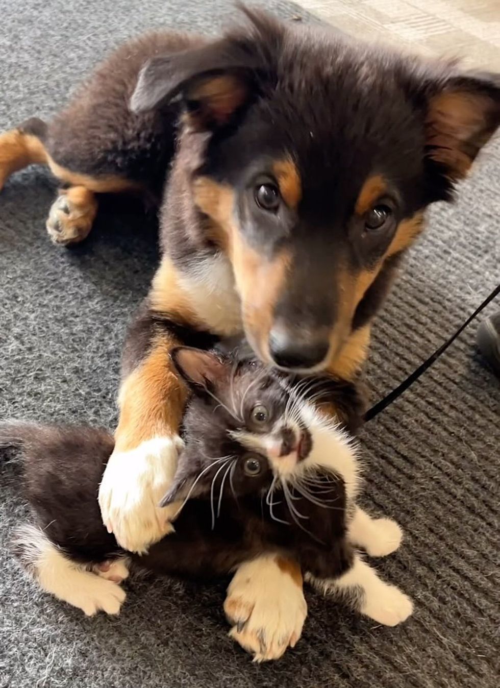 tuxedo kitten puppy playful