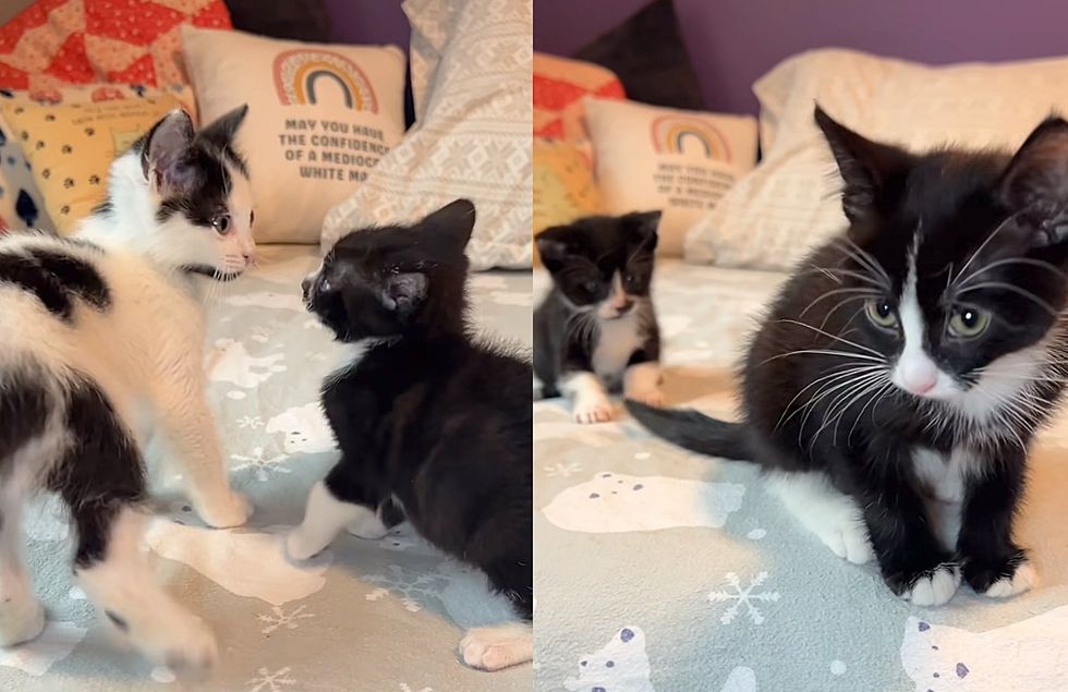 kittens fosters playful