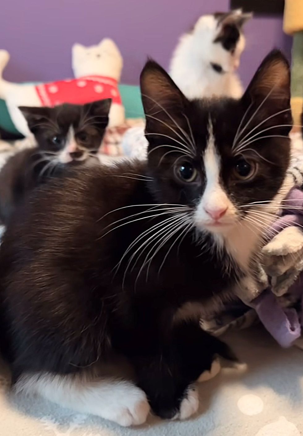 tuxedo kittens friends