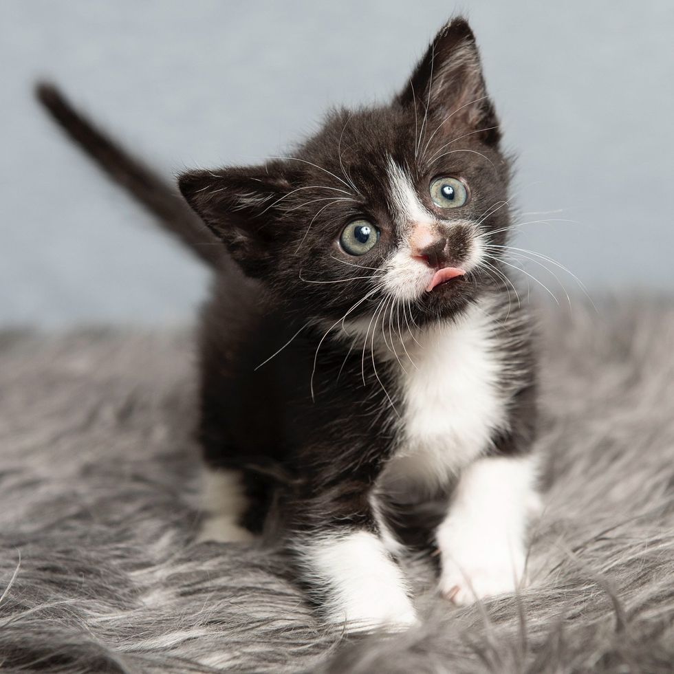 silly tuxedo kitten tongue