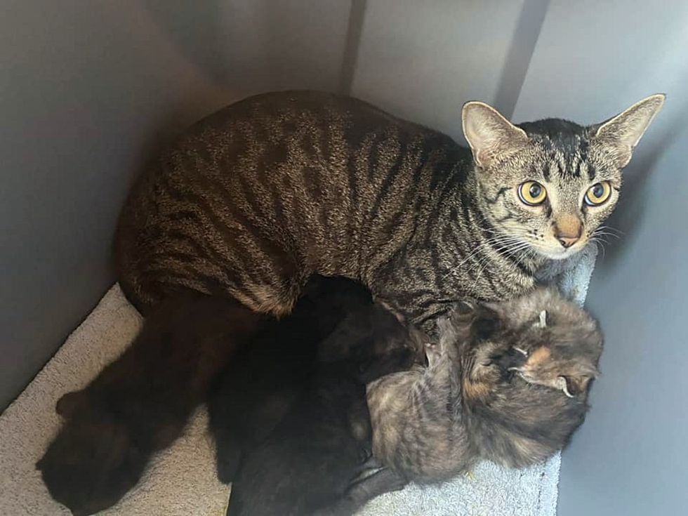 stray cat nursing kittens