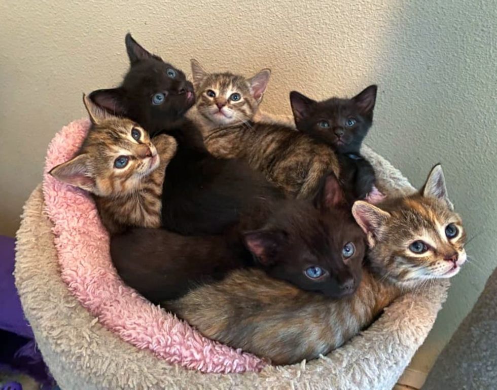 kittens snuggly pile