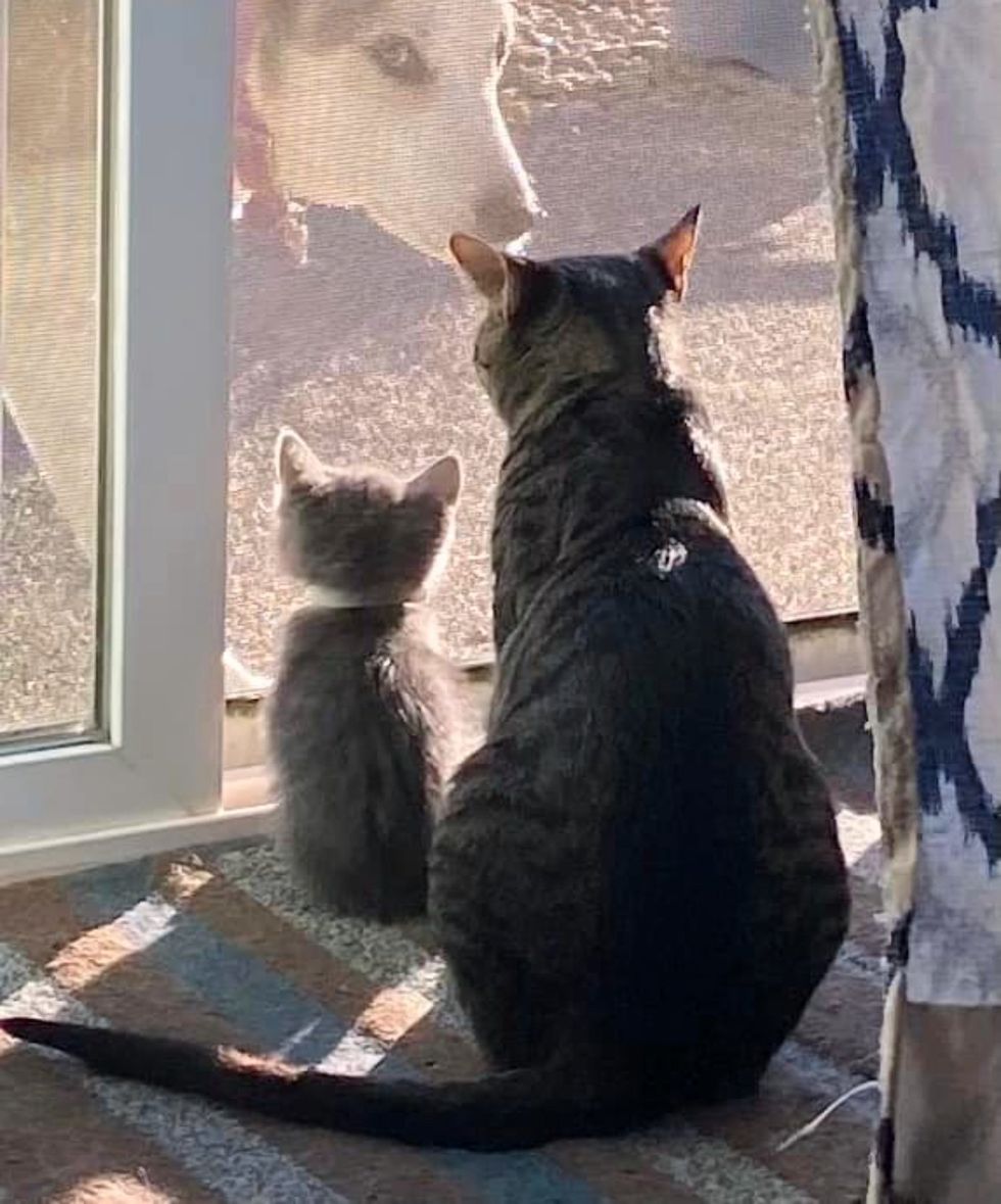 cat kitten watching dog