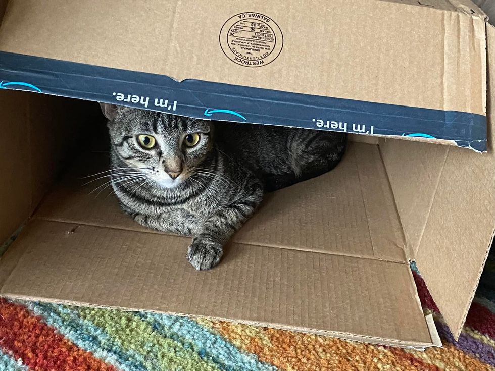 cat box playful