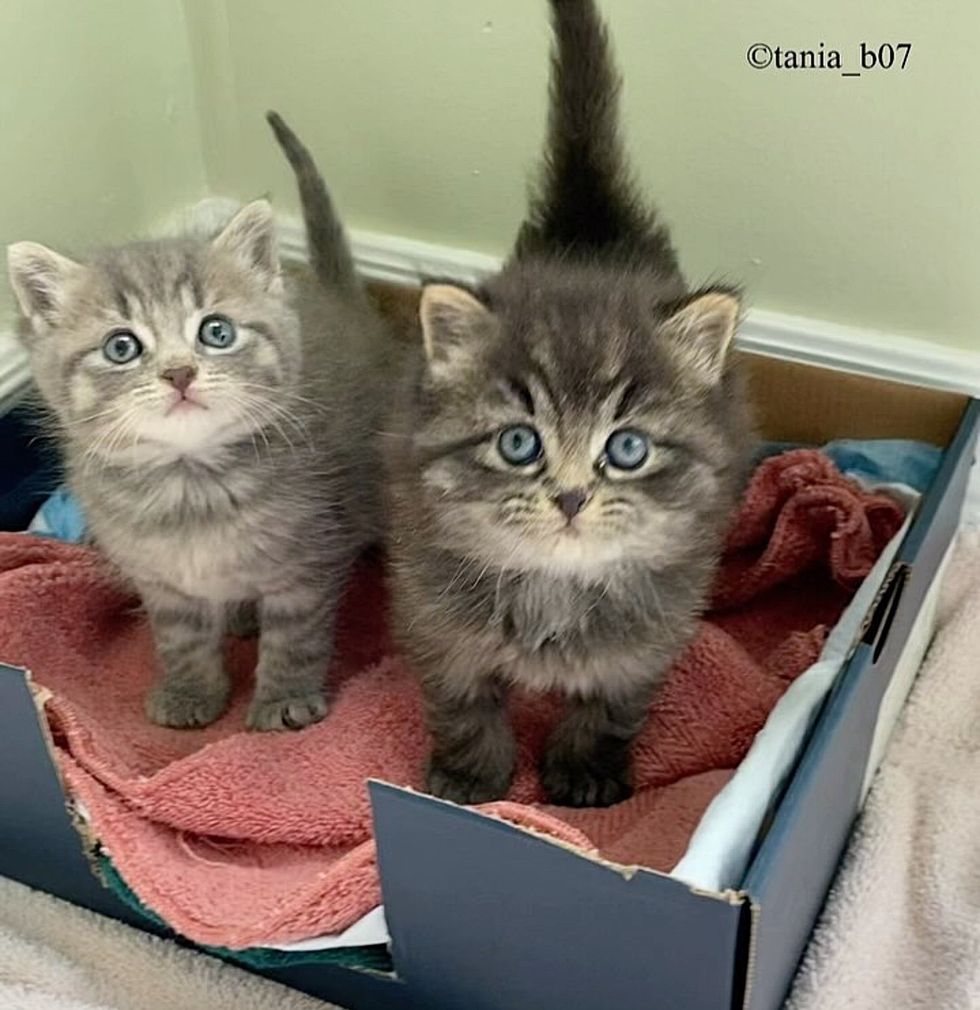 fluffy kittens brothers